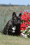 BOULEDOGUE FRANCAIS 260
